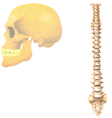 Le crâne et la colonne vertébrale